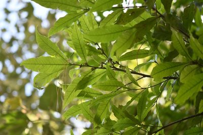 Quercus sapotifolia, photographed by Neptalí Ramírez Marcial