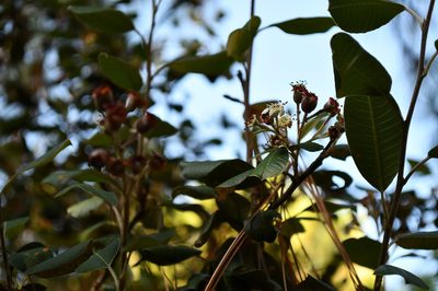 Malacomeles nervosa, photographed by Neptalí Ramírez Marcial