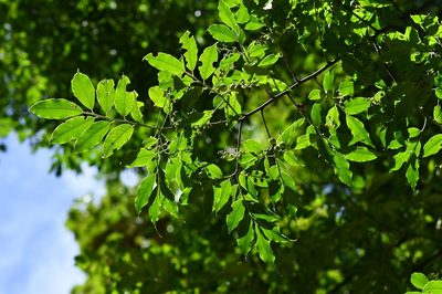Prunus rhamnoides, photographed by Neptalí Ramírez Marcial