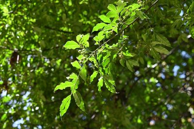 Prunus rhamnoides, photographed by Neptalí Ramírez Marcial