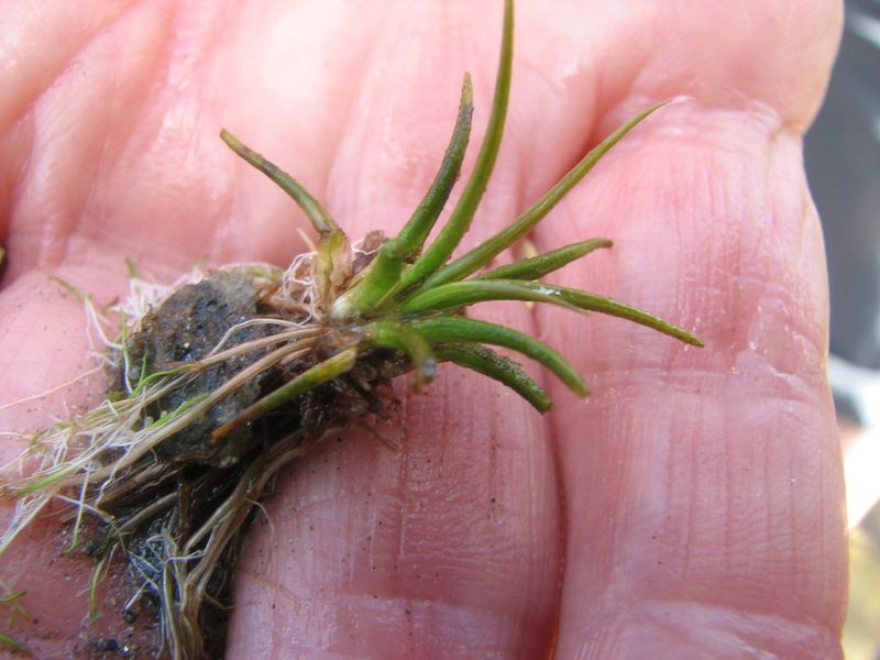 Isoetes viridimontana, photographed by Chris Hoess