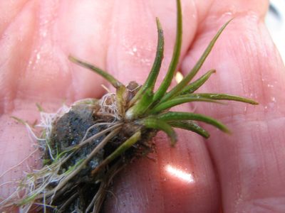 Isoetes viridimontana, photographed by Chris Hoess
