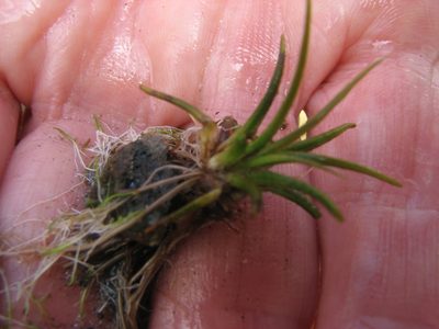 Isoetes viridimontana, photographed by Chris Hoess