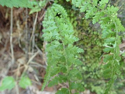 Asplenium incisum, photographed by Yoshihiro Tokue