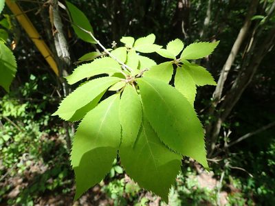 Clethra barbinervis, photographed by Yoshihiro Tokue
