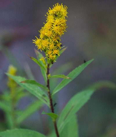 Solidago lepida, photographed by Mike Duran