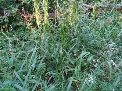 Elymus riparius, photographed by Reuven Martin