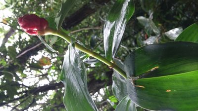 Costus woodsonii, photographed by Riley Pollom
