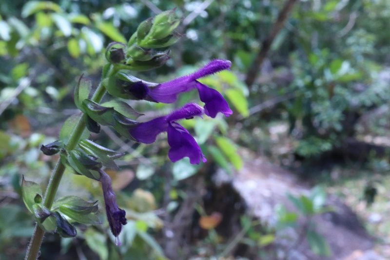 Salvia carreyesii, photographed by alejandrozab