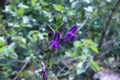 Salvia carreyesii, photographed by alejandrozab