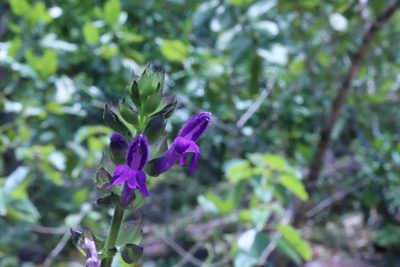 Salvia carreyesii, photographed by alejandrozab