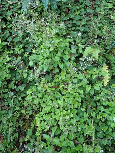 Valeriana flaccidissima, photographed by 葉子
