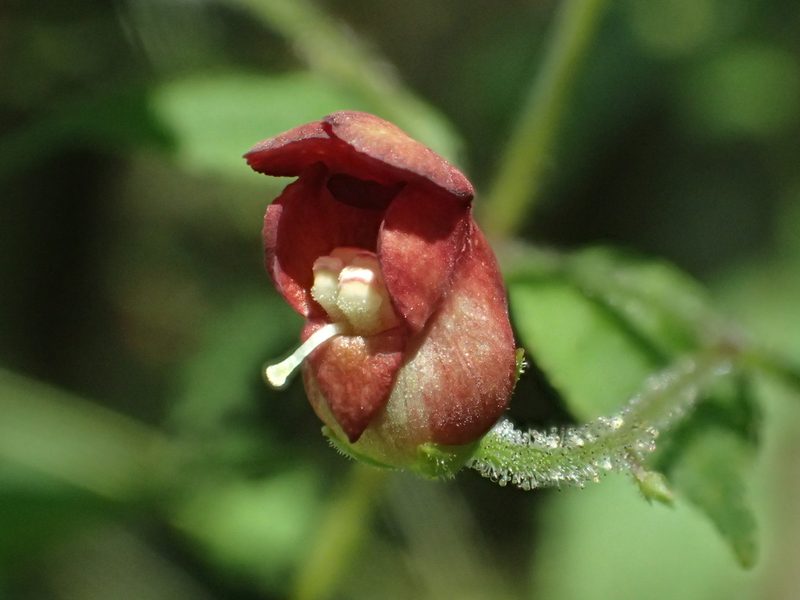 Scrophularia yoshimurae, photographed by 葉子