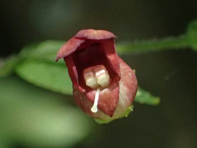 Scrophularia yoshimurae, photographed by 葉子