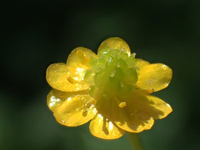 Ranunculus taisanensis, photographed by 葉子