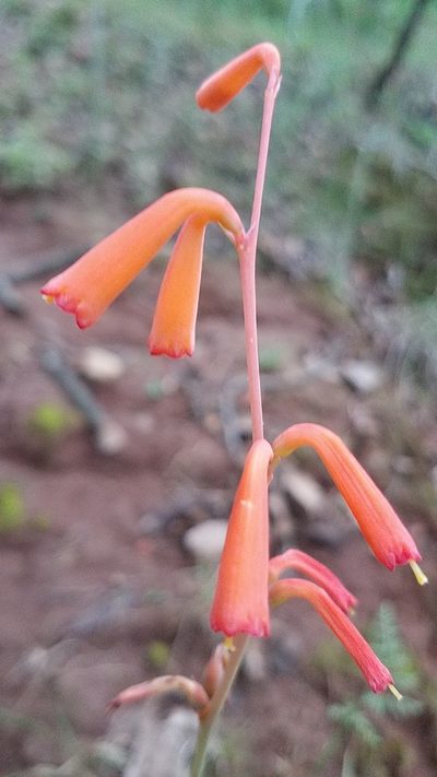 Agave coetocapnia, photographed by Alan Rockefeller