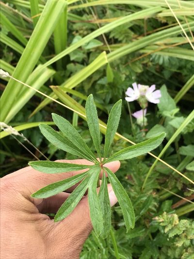 Sidalcea calycosa, photographed by Marcus Tamura
