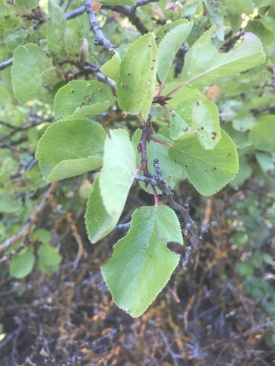 Prunus subcordata, photographed by Alan Weakley