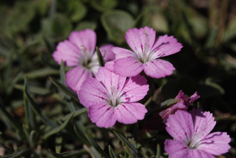 Dianthus microlepis, photographed by Skjold Søndergaard