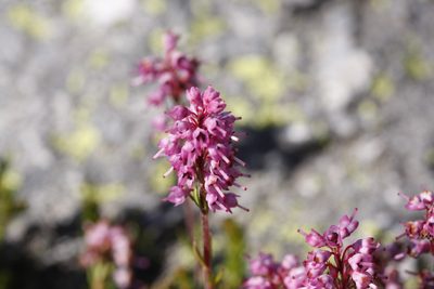 Erica spiculifolia, photographed by Skjold Søndergaard