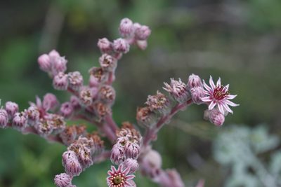 Sempervivum marmoreum, photographed by Skjold Søndergaard