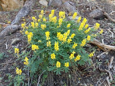 Lupinus croceus, photographed by Rick Mandel