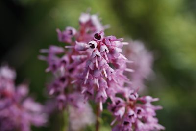 Erica spiculifolia, photographed by Skjold Søndergaard