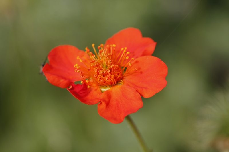 Geum coccineum, photographed by Skjold Søndergaard