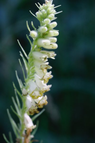 Digitalis viridiflora, photographed by Skjold Søndergaard