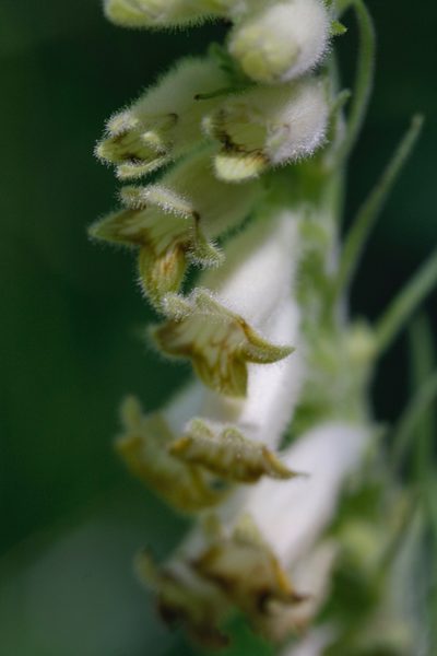 Digitalis viridiflora, photographed by Skjold Søndergaard