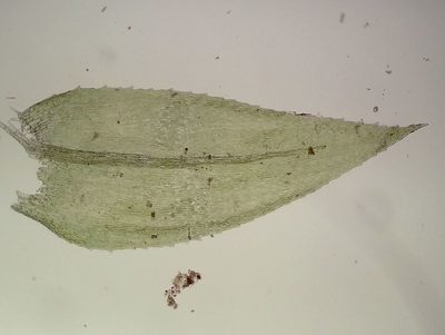 Oxyrrhynchium speciosum, photographed by George Greiff