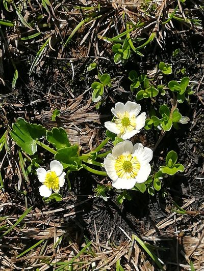Ranunculus crenatus, photographed by Romain Sabroux