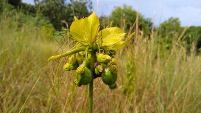 Tacca leontopetaloides