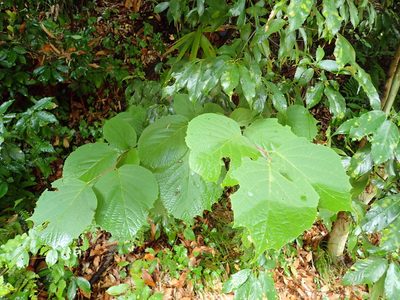 Styrax obassia, photographed by Yoshihiro Tokue