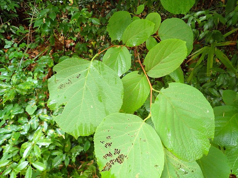 Styrax obassia, photographed by Yoshihiro Tokue