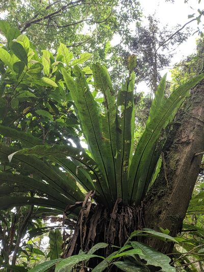 Asplenium antiquum, photographed by Cheng-Te Hsu