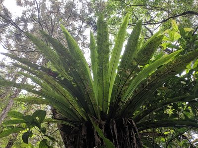 Asplenium antiquum, photographed by Cheng-Te Hsu