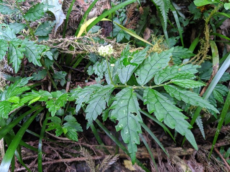 Elatostema hypoglaucum, photographed by Cheng-Te Hsu