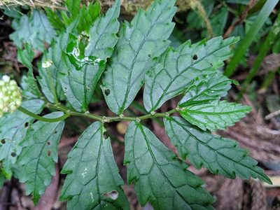 Elatostema hypoglaucum, photographed by Cheng-Te Hsu