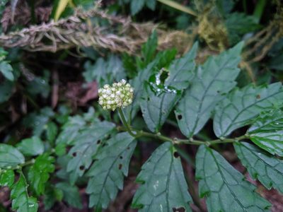 Elatostema hypoglaucum, photographed by Cheng-Te Hsu