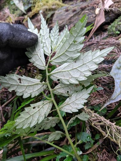 Elatostema hypoglaucum, photographed by Cheng-Te Hsu