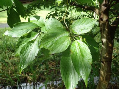 Cornus macrophylla, photographed by Yoshihiro Tokue