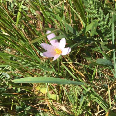 Colchicum alpinum, photographed by Stephanie G. Williams