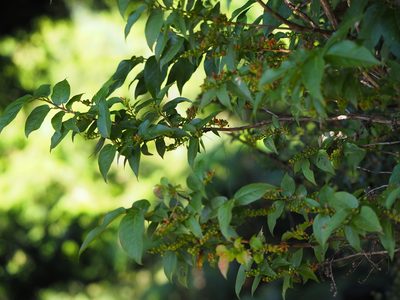 Lyonia ovalifolia, photographed by 葉子