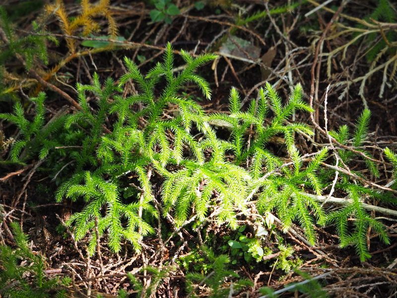 Lycopodium japonicum, photographed by 葉子