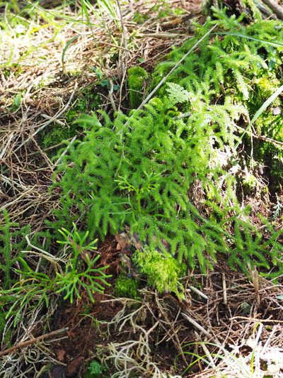 Lycopodium japonicum, photographed by 葉子