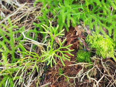 Lycopodium japonicum, photographed by 葉子