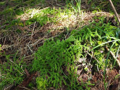 Lycopodium japonicum, photographed by 葉子