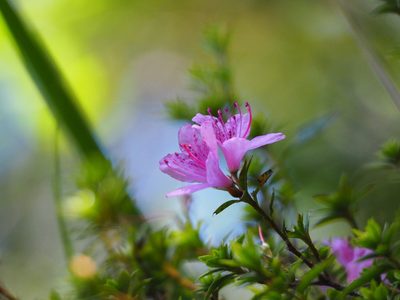 Rhododendron noriakianum, photographed by 葉子