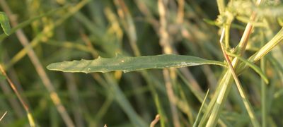 Atriplex littoralis, photographed by euanmck